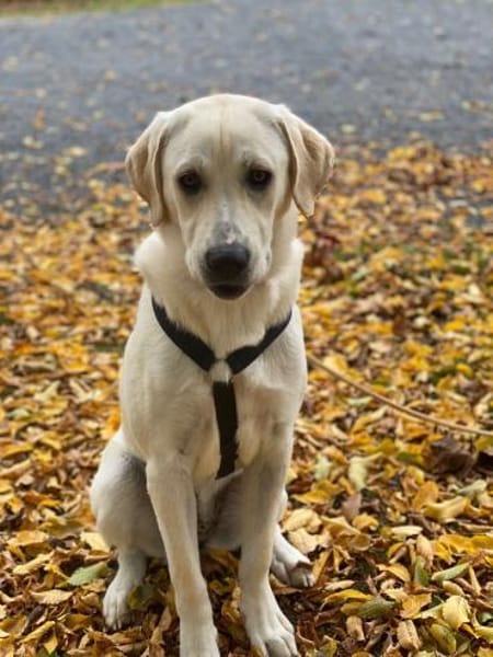 Mia - verschmust und kuschelbedürftig