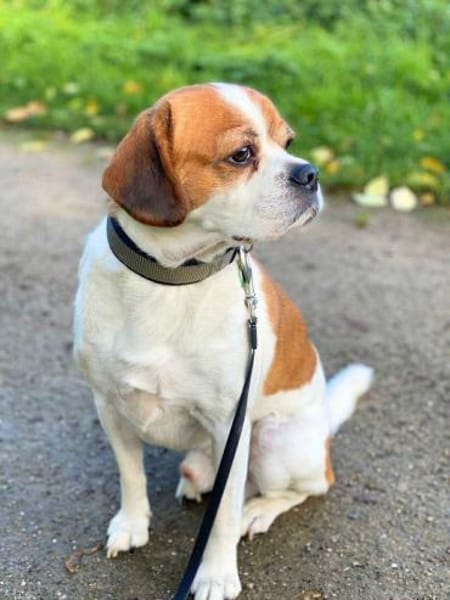 Beanie - ist unkompliziert