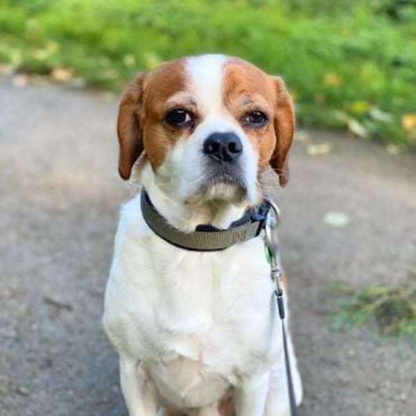 Beanie - ist unkompliziert