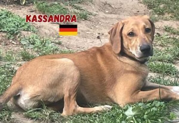 Kassandra - freundlich und sportlich