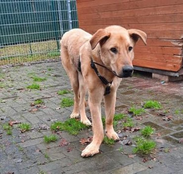 Gino  sucht besondere Menschen