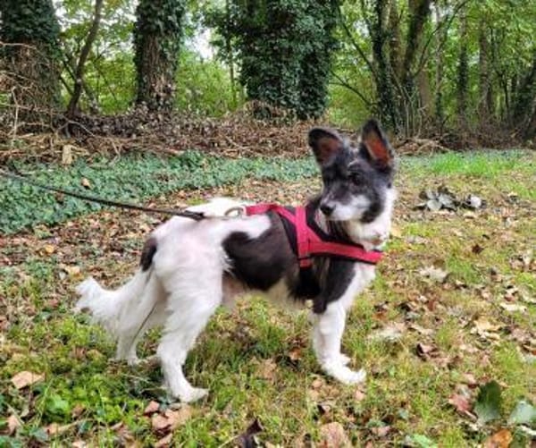 Sunny - sein Halter mußte ins Pflegeheim