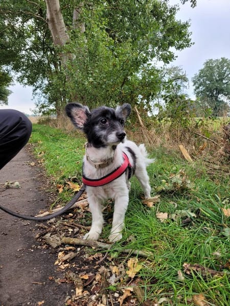 Sunny - sein Halter mußte ins Pflegeheim