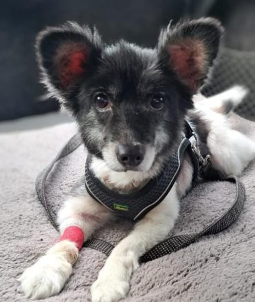 Sunny - sein Halter mußte ins Pflegeheim