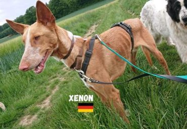 Xenon - fröhlich und sozial