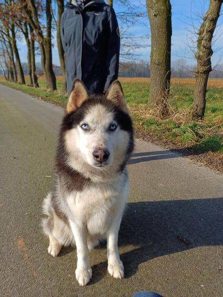 Milo sucht Husky Fans