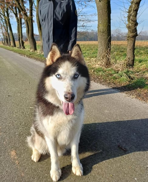 Milo sucht Husky Fans