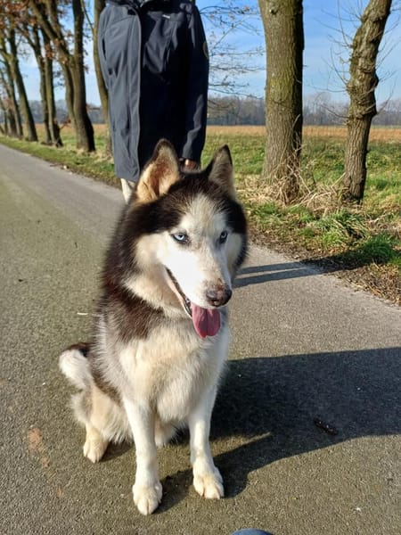 Milo sucht Husky Fans