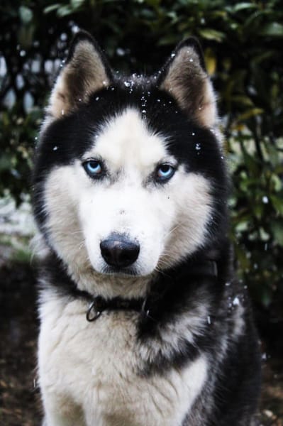 Milo sucht Husky Fans