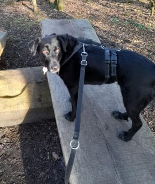 Cara sucht dringend ihre Menschen 💔