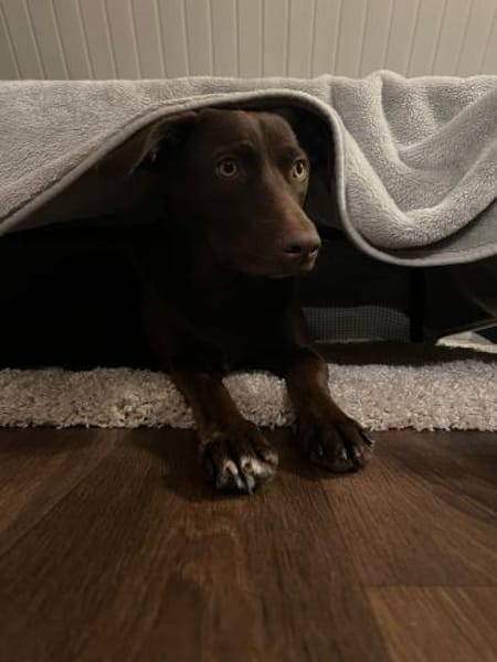 Die liebe Hazel sucht ein neues Zuhause