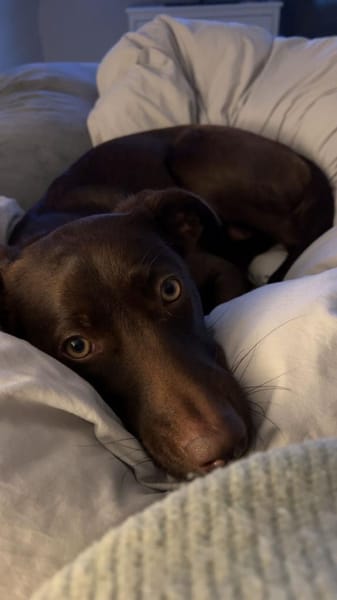 Die liebe Hazel sucht ein neues Zuhause