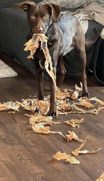 Die liebe Hazel sucht ein neues Zuhause