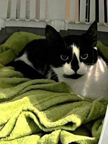 Patty sucht ein liebevolles Zuhause