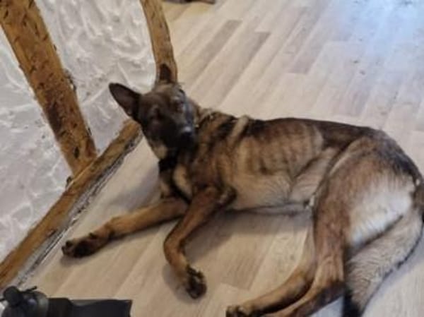 ZERO ca. 2 J. sportl. Kumpel sucht