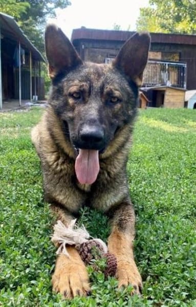 ZERO ca. 2 J. sportl. Kumpel sucht