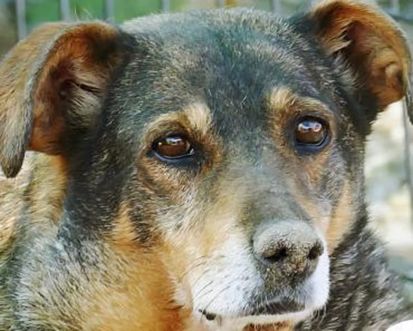 Sanfte Seniorin sucht ihr Körbchen