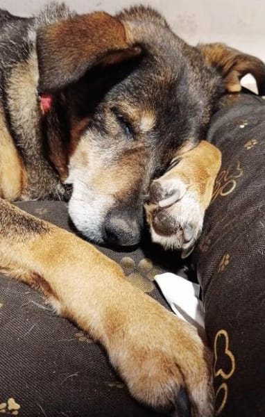 Sanfte Seniorin sucht ihr Körbchen