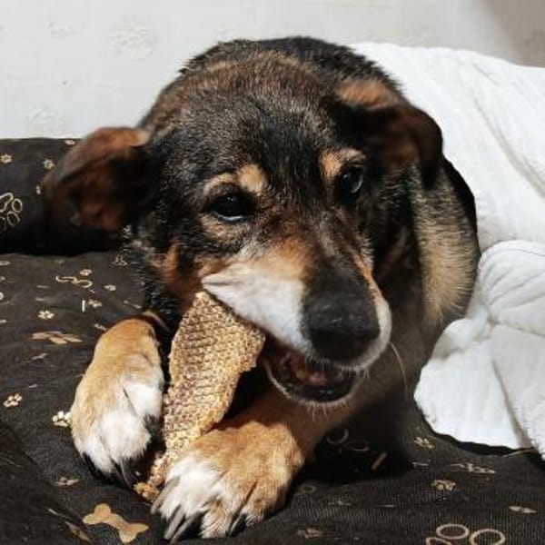 Sanfte Seniorin sucht ihr Körbchen