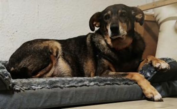 Sanfte Seniorin sucht ihr Körbchen