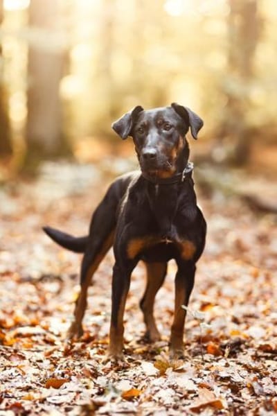 Foxy-Charakterhund sucht klare Führung