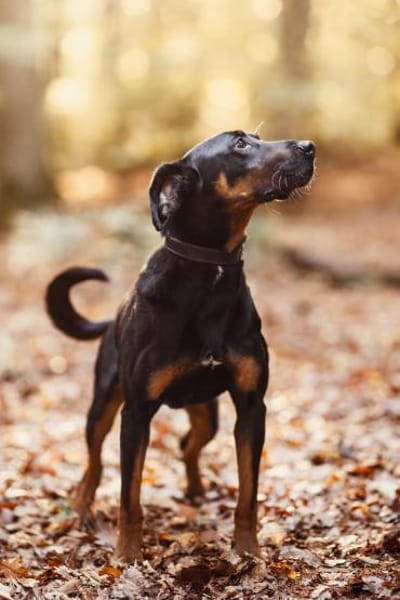 Foxy-Charakterhund sucht klare Führung