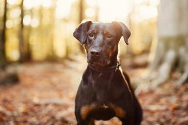 Foxy-Charakterhund sucht klare Führung