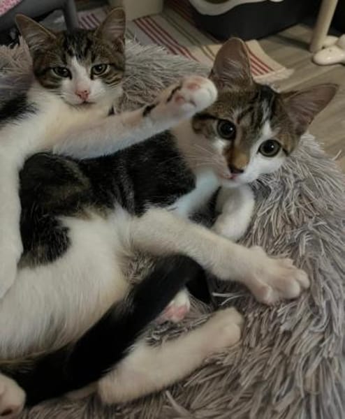 Izzy u. Ivo suchen liebevolles Zuhause