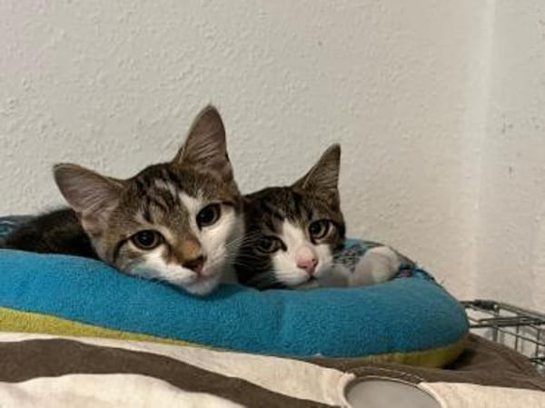 Izzy u. Ivo suchen liebevolles Zuhause