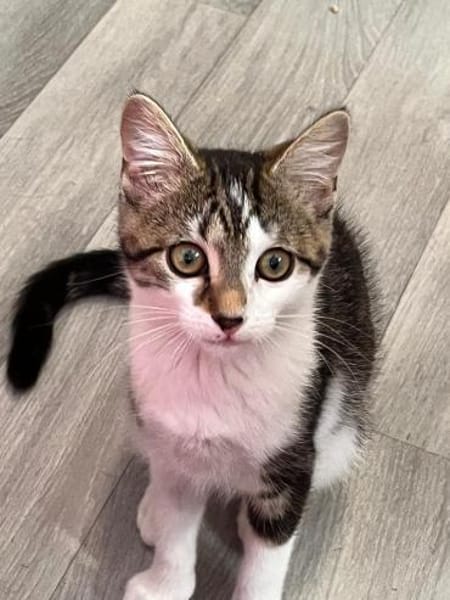 Izzy u. Ivo suchen liebevolles Zuhause