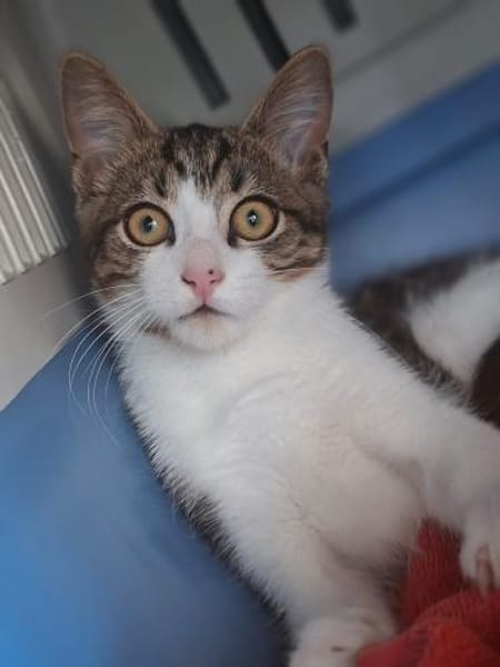 Izzy u. Ivo suchen liebevolles Zuhause