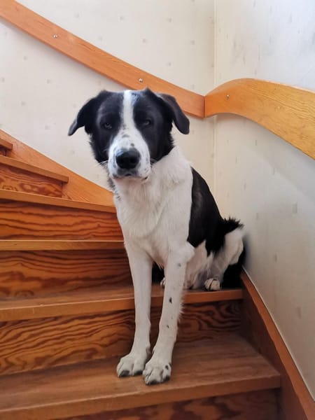 Pino - gutaussehend im Schachbrettmuster