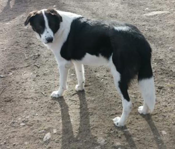 Pino - gutaussehend im Schachbrettmuster