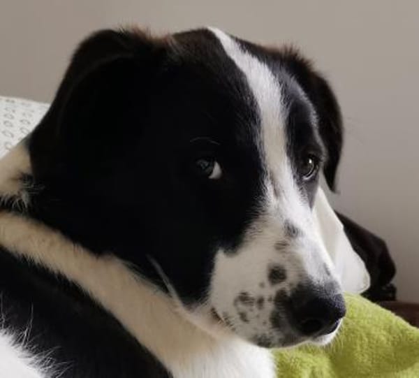 Pino - gutaussehend im Schachbrettmuster