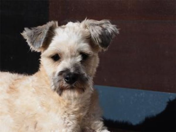 Imogen - wartet in 65468 Trebur