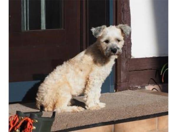 Imogen - wartet in 65468 Trebur