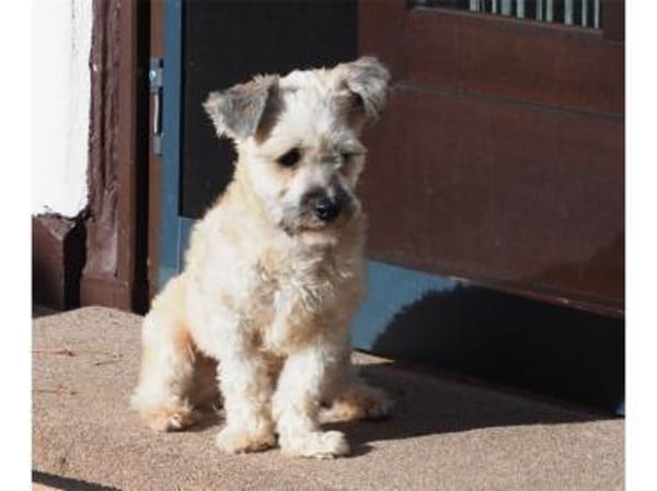 Imogen - wartet in 65468 Trebur