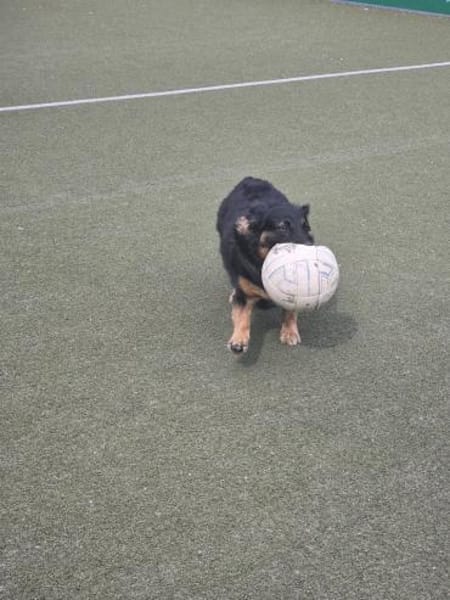 WOLFI - bisschen lernen will ich noch