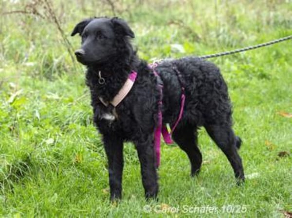 Bonny, liebevolle und nette Hündin