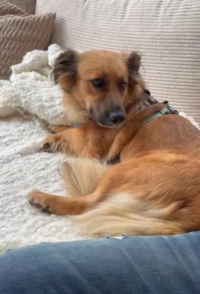 Kleine Susi sucht liebevolles Zuhause❤