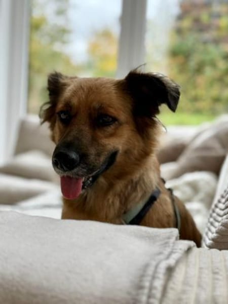 Kleine Susi sucht liebevolles Zuhause❤