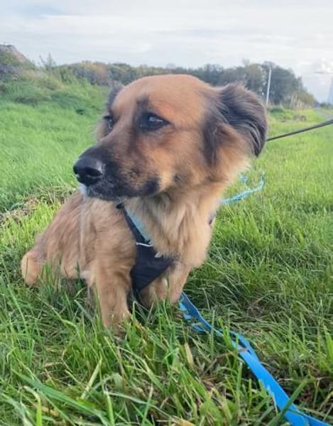 Kleine Susi sucht liebevolles Zuhause❤