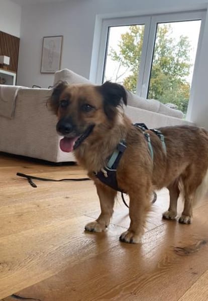 Kleine Susi sucht liebevolles Zuhause❤