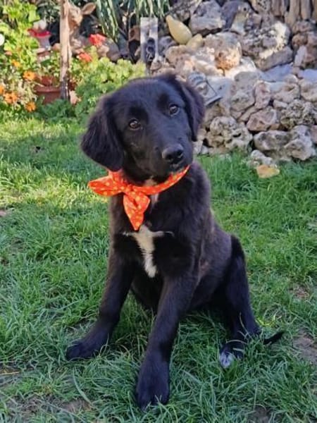 Tolle Kate sucht ein Zuhause