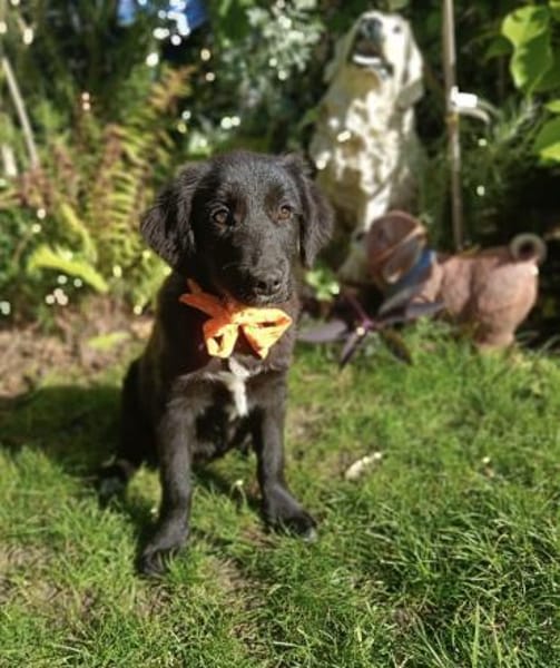 Tolle Kate sucht ein Zuhause