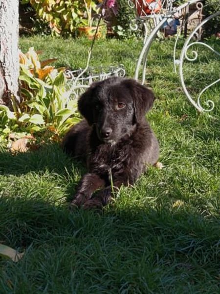 Tolle Kate sucht ein Zuhause