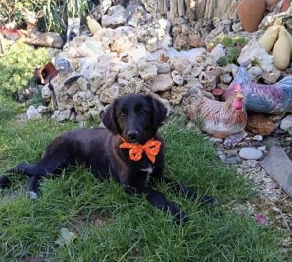 Tolle Kate sucht ein Zuhause