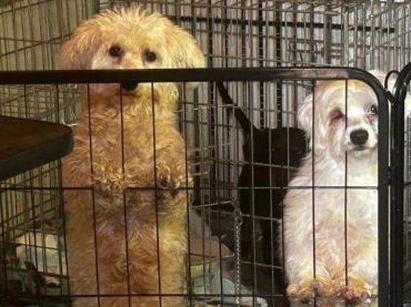 Wer schenkt der lieben Zemi ein Zuhause?