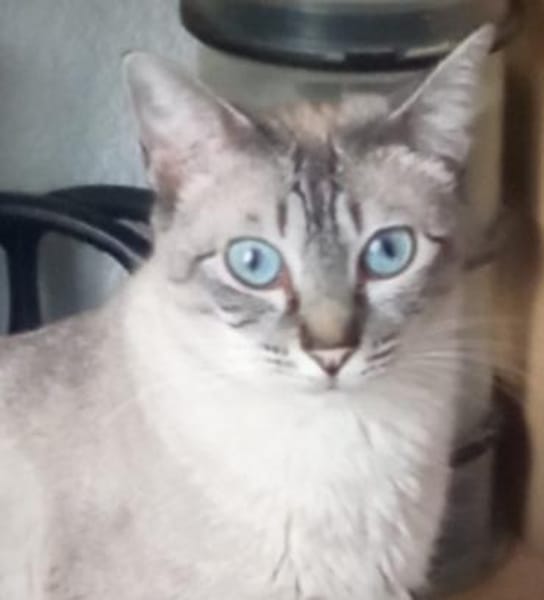 verschmuste Xena, bei Aachen