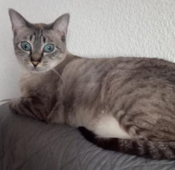 verschmuste Xena, bei Aachen